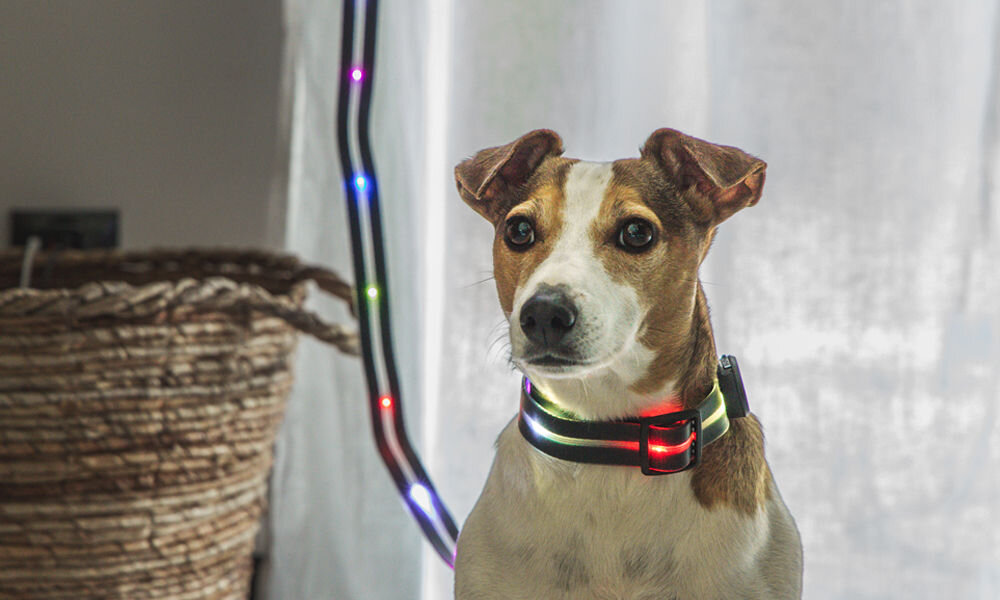 Obroża LED-owa PETIGIO PETI-910M rozmiar M pies w świecącej obroży i ze świecącą smyczą