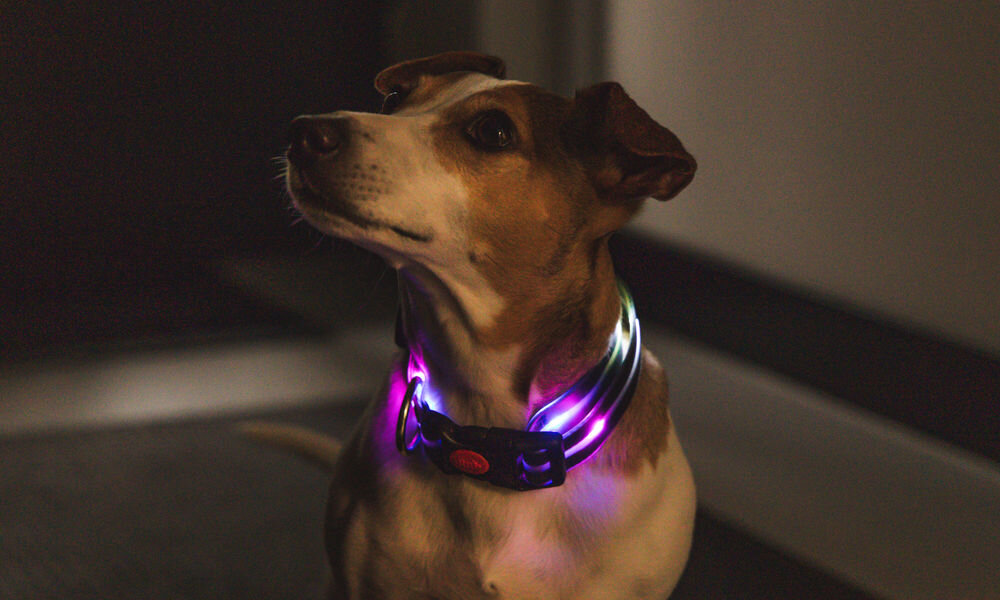 Obroża LED-owa PETIGIO PETI-910M rozmiar M pies ze świecącą obrożą trzy tryby miganie szybkie miganie wolne światło stałe kolory rgb