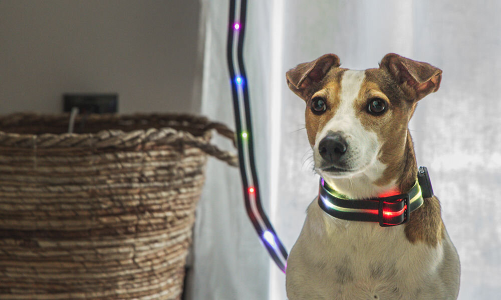 Smycz LED-owa PETIGIO PETI-980 pies na smyczy świecącej kolorowo wbudowane poświetlenie dobra widoczność