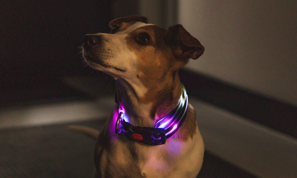Obroża LED-owa PETIGIO PETI-910L rozmiar L pies ze świecącą obrożą trzy tryby miganie szybkie miganie wolne światło stałe kolory rgb