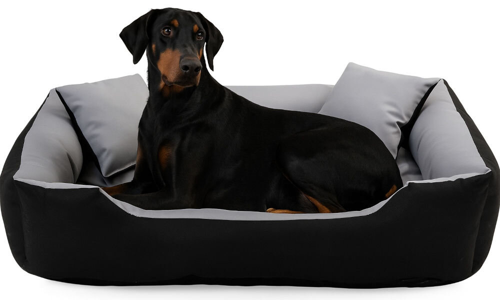 Legowisko dla psa PRESTIGE Ecco M 75x65x20 cm z wysokimi boczkami dla średnich psów Duży pies rasy Doberman leży w czarno-szarym, prostokątnym legowisku z dwiema małymi szarymi poduszkami. Tło jest białe (zdjęcie studyjne, wycięty produkt).