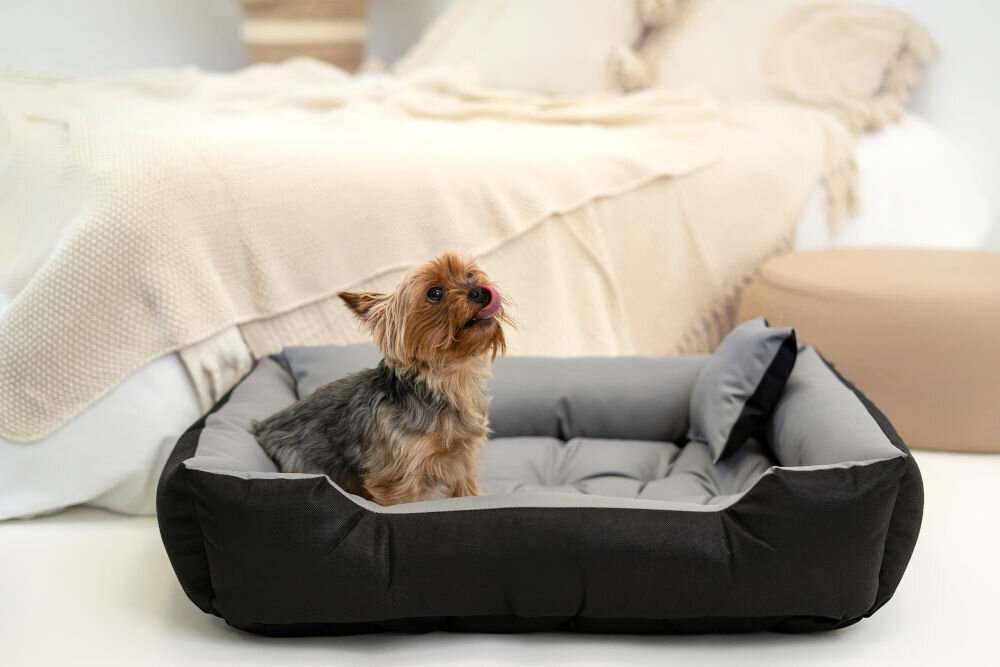 Legowisko dla psa PRESTIGE Ecco z dwoma miękkimi poduszkami w komplecie Pies rasy Yorkshire Terrier stoi w czarno-szarym legowisku i oblizuje wargi. Legowisko stoi na białej podłodze, a w tle widać jasne, beżowe łóżko.