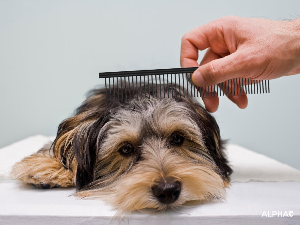 Zestaw do pielęgnacji sierści ALPHA DG-01 5 Precyzja i płynne cięcie Nożyczki wykonane ze stali nierdzewnej ostre, płynne cięcie zdrowy wygląd i gładką strukturę wygodne uchwyty z podpórką pod palec Lekka konstrukcja