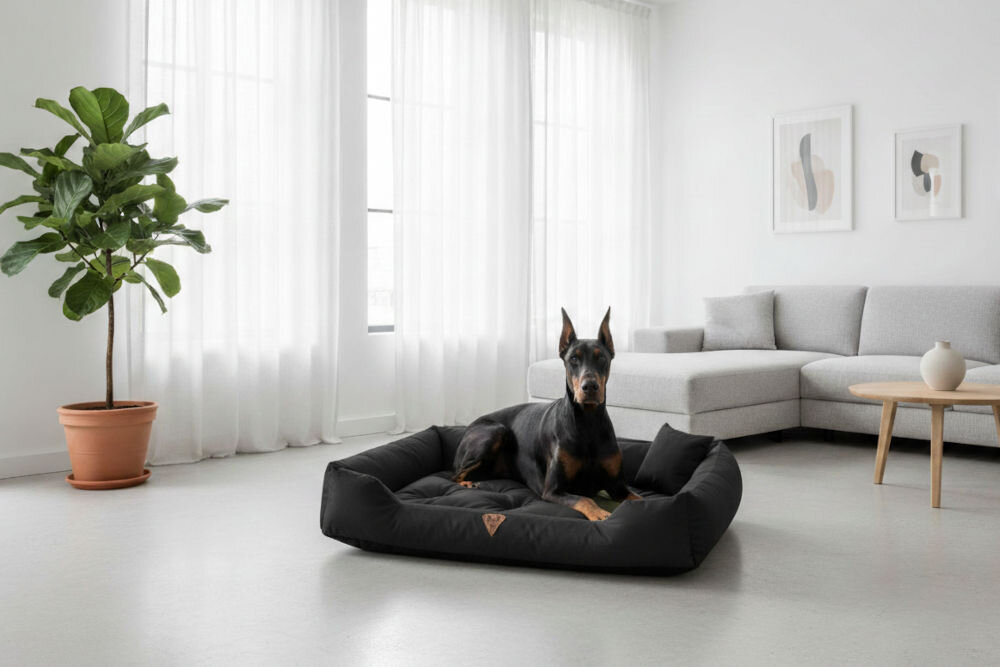 Legowisko dla psa OSKAR Comfortable różne kolory i wzory wkomponowane w wystrój wnętrza salonu Duży czarny doberman leży w legowisku Oskar w minimalistycznym, jasnym salonie z białą kanapą narożną, dużym oknem z firankami oraz wysoką rośliną (fikus) w donicy