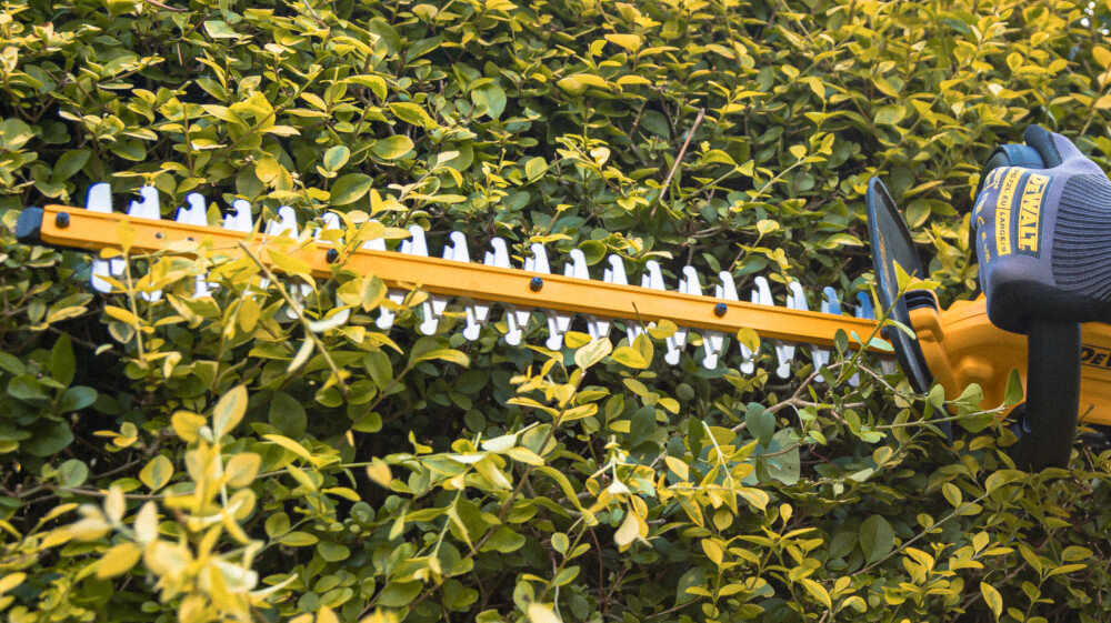 Nożyce do żywopłotu DEWALT DCMHT564P1-QW 550mm 18V akumulatorowe ściana żywopłotu osoba przycina żywopłot zbliżenie na ostrza ostrze o długości 55 cm odstęp między ostrzami 25 mm szybkie przycinanie cienkich i gęstszych gałęzi falista konstrukcja ostrza stabilizuje pędy równe linie cięcia i estetyczny efekt końcowy