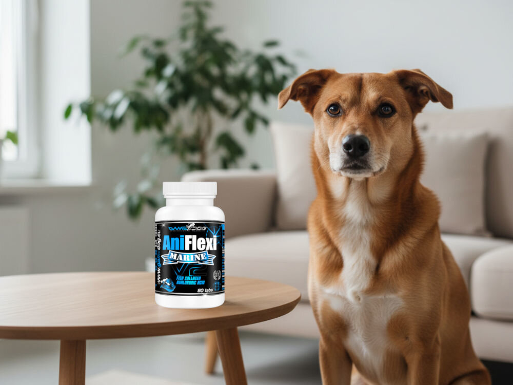 Suplement dla psa GAME DOG AniFlexi Marine V2 Średniej wielkości pies siedzący obok butelki AniFlexi Marine V2, produktu na regenerację stawów z kolagenem morskim.