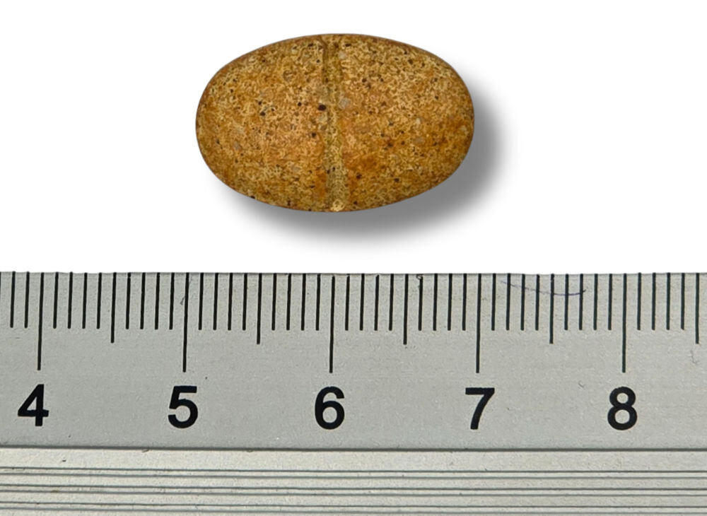 Suplement dla psa GAME DOG Prostate Protect likopen cynk witaminy antyoksydanty ochrona prostaty Zbliżenie na owalną, brązową tabletkę suplementu Game Dog umieszczoną nad linijką, pokazującą rozmiar około 2 cm.