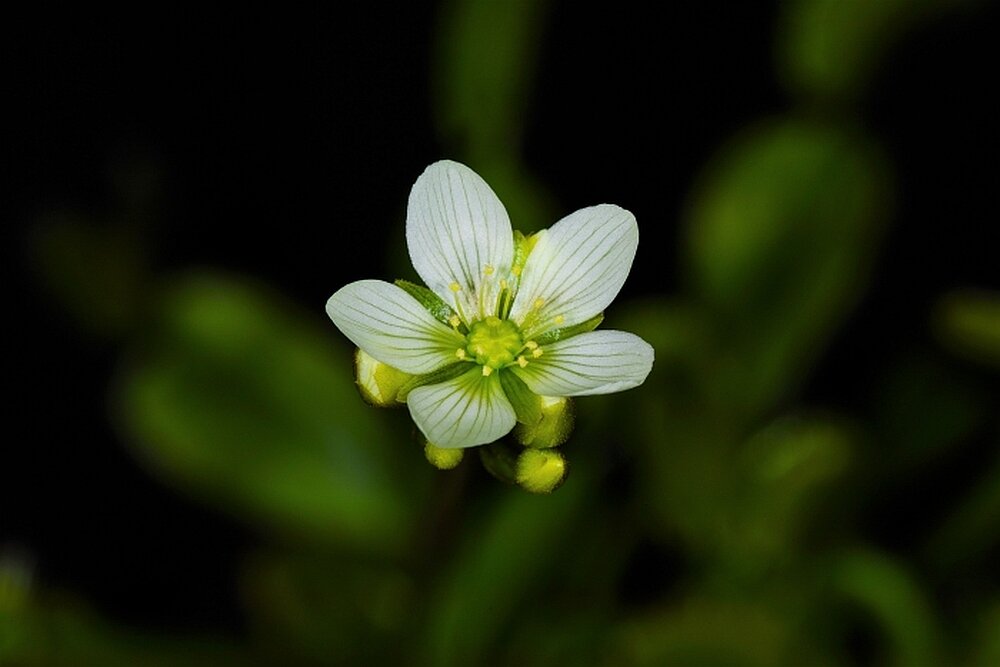 Obiektyw SIGMA AF 105-2.8 Macro EX DG OS HSM    ogniskowa AF mocowanie przysłona zdjęcia 