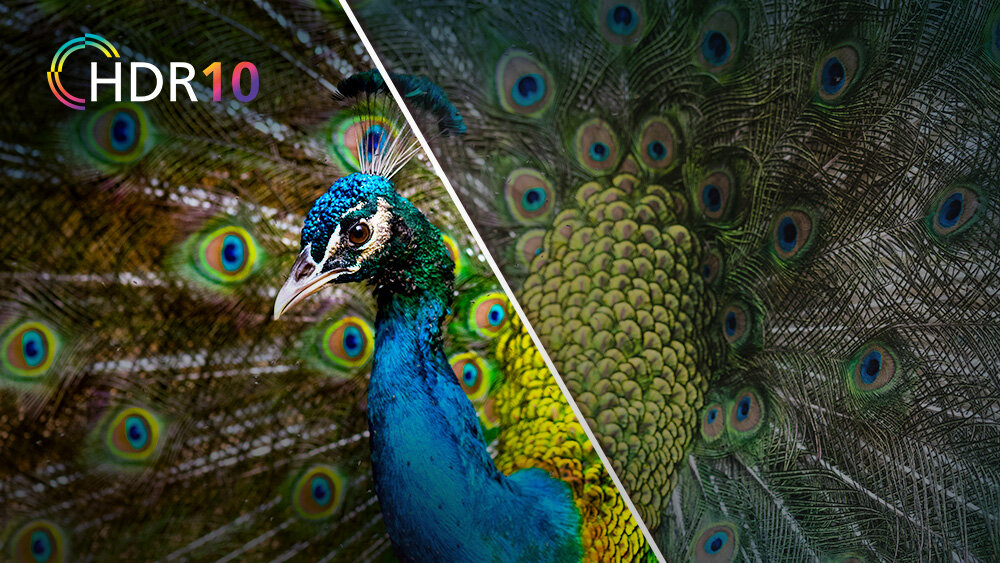 Telewizor JVC LT-32VQF55DW - Obraz Full HD z HDR10, paw pokazany z jakości hdr10 i zwykłej