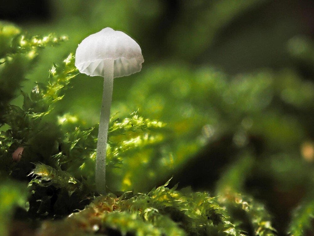 Aparat OLYMPUS OM-5 Mark II Focus Stacking makro głębia ostrości krajobrazy