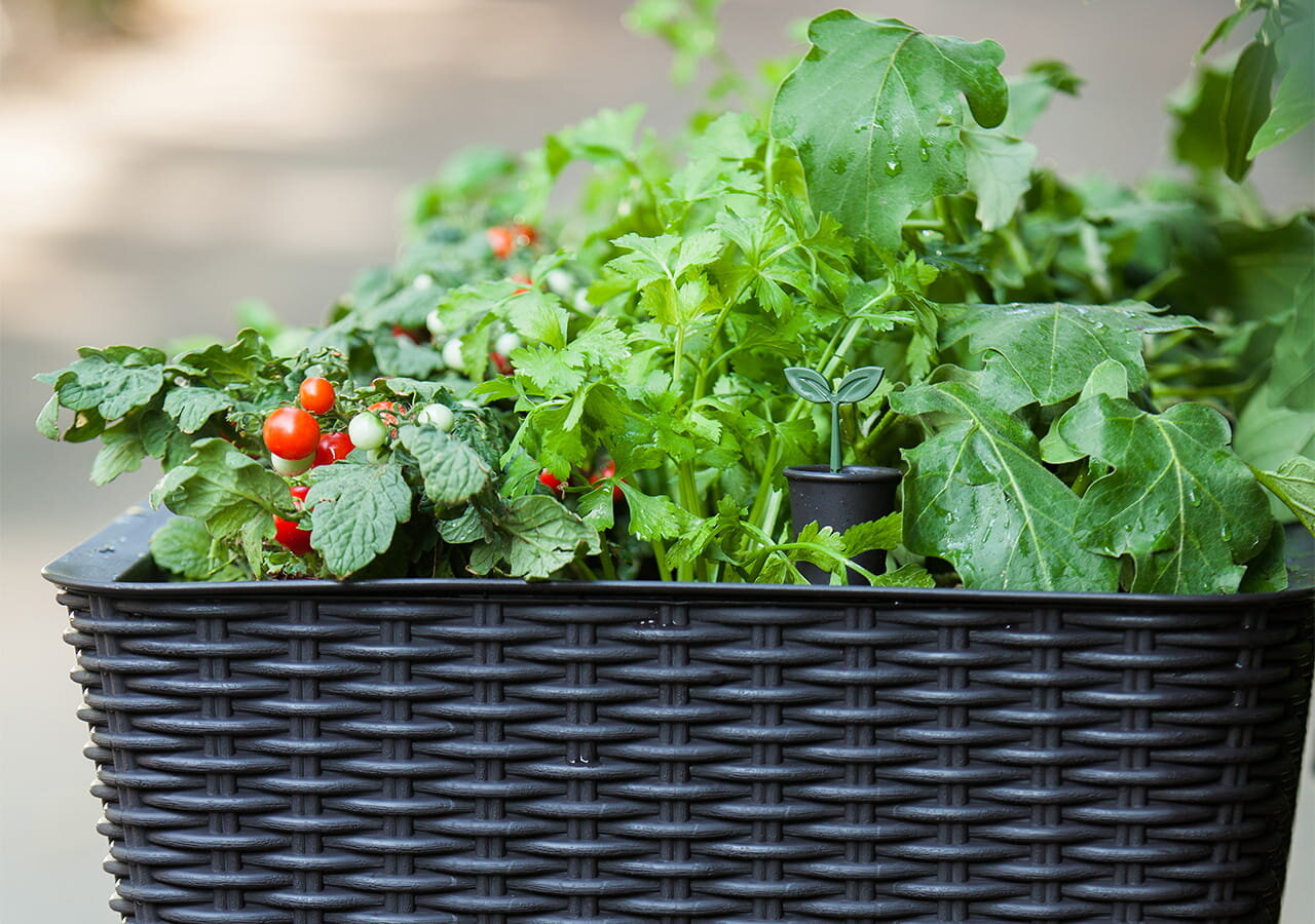 Donica KETER Easy Grow 230297 120 L Brązowy zbliżenie donicę donica wypełniona roślinami wygodna uprawa roślin w ogrodzie na tarasie na balkonie pojemność 120 litrów podwyższona konstrukcja nogi pielęgnacja roślin bez konieczności schylania się wygoda porządek