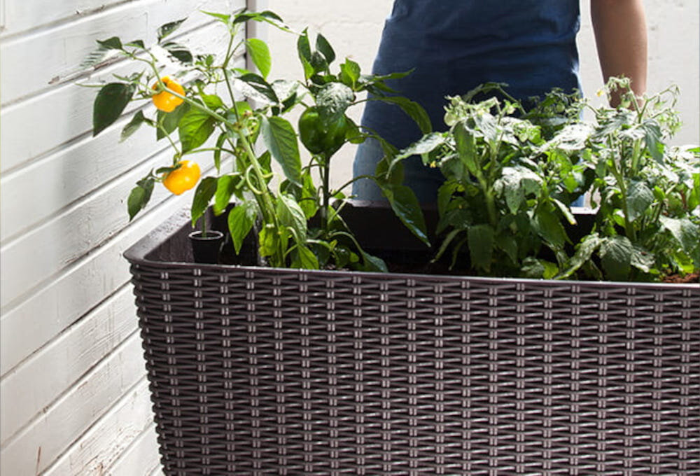 Donica KETER Easy Grow 230297 120 L Brązowy osoba  stoi obok donicy donica wypełniona roślinami wysokiej jakości tworzywo sztuczne wysoka odporność na warunki atmosferyczne promieniowanie UV i wilgoć naturalny rysunek rattanu trwałość tworzywa kompozytowego nie wymaga konserwacji oszczędność czasu