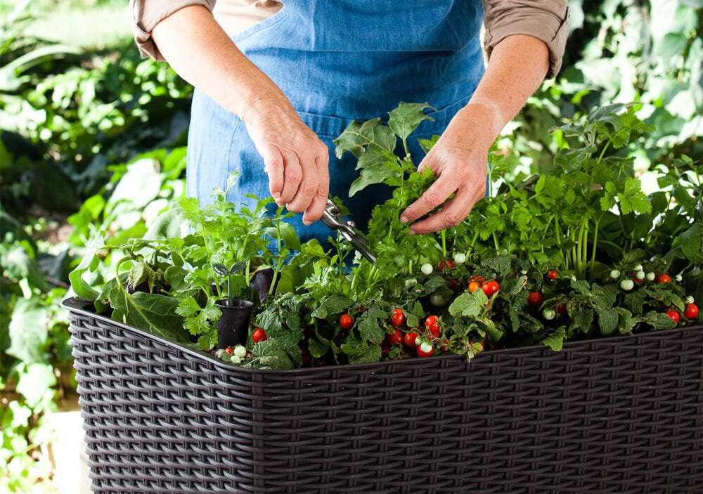 Donica KETER Easy Grow 230297 120 L Brązowy donica wypełniona roślinami osoba przycina rośliny brązowa kolorystyka elegancki design dekoracyjny element na tarasie balkonie czy w ogrodzie subtelna struktura powierzchni niewielkie wymiary 75,7 x 114 x 49,3 cm komfortowa pielęgnacja kwiatów ziół i warzyw