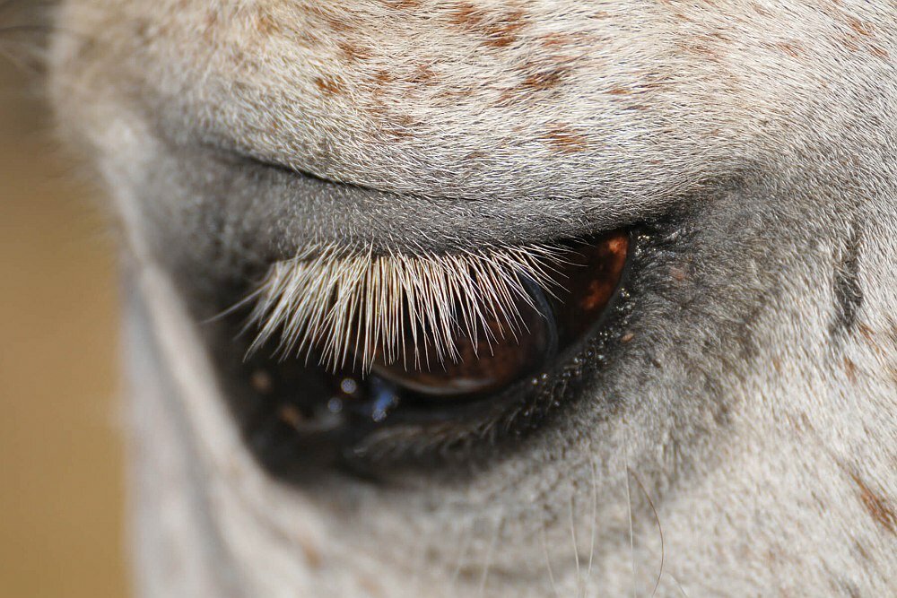 Obiektyw TAMRON SP 70-300 mm f-4-5.6 DI USD   mocowanie przysłona zdjęcia 