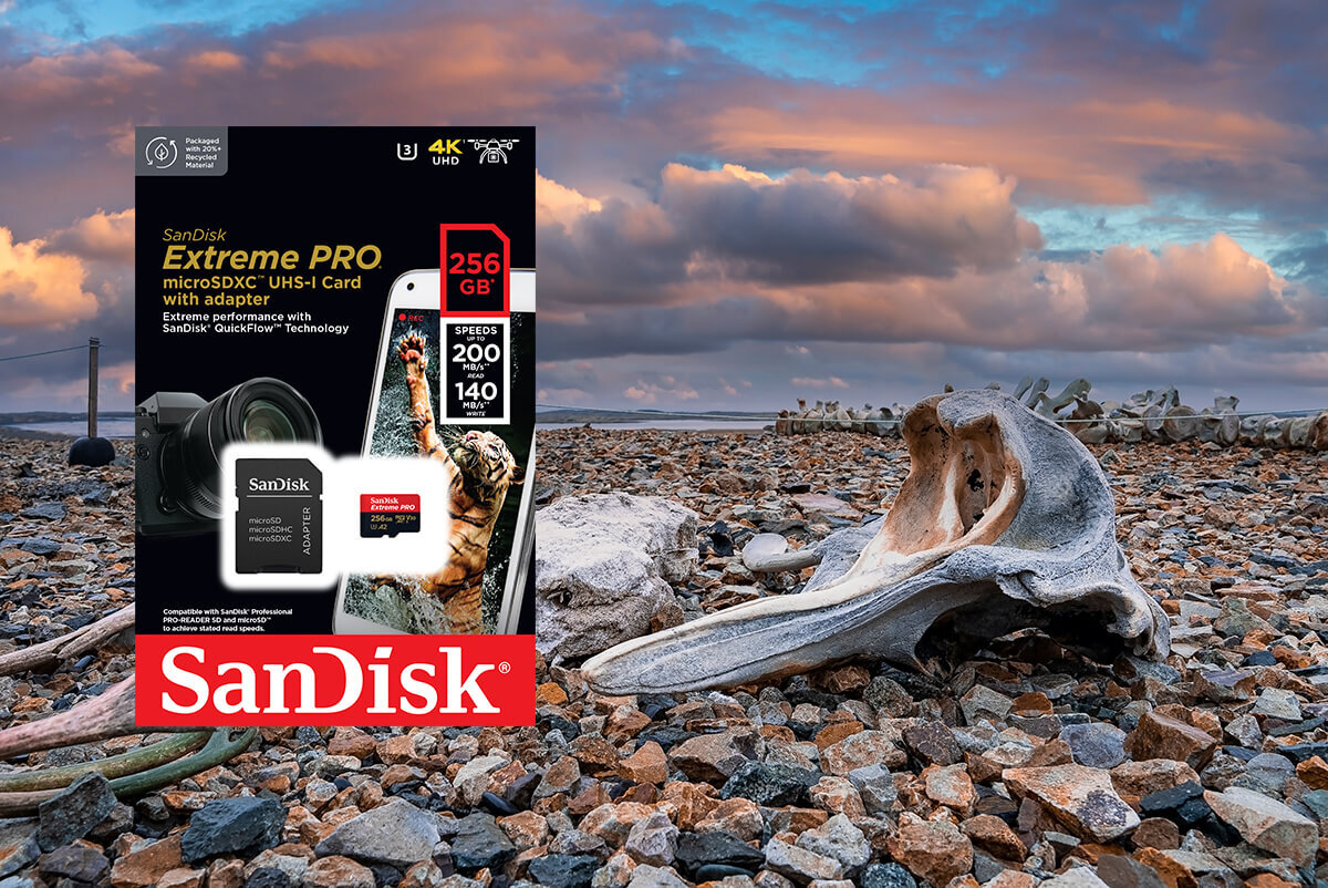 karta sandisk zdjecie lifestyle