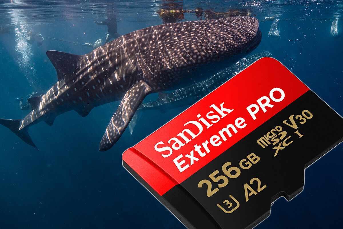 karta sandisk zdjecie lifestyle