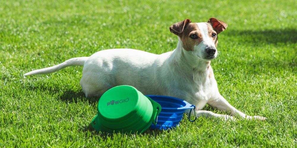 Podróżna miska dla psa