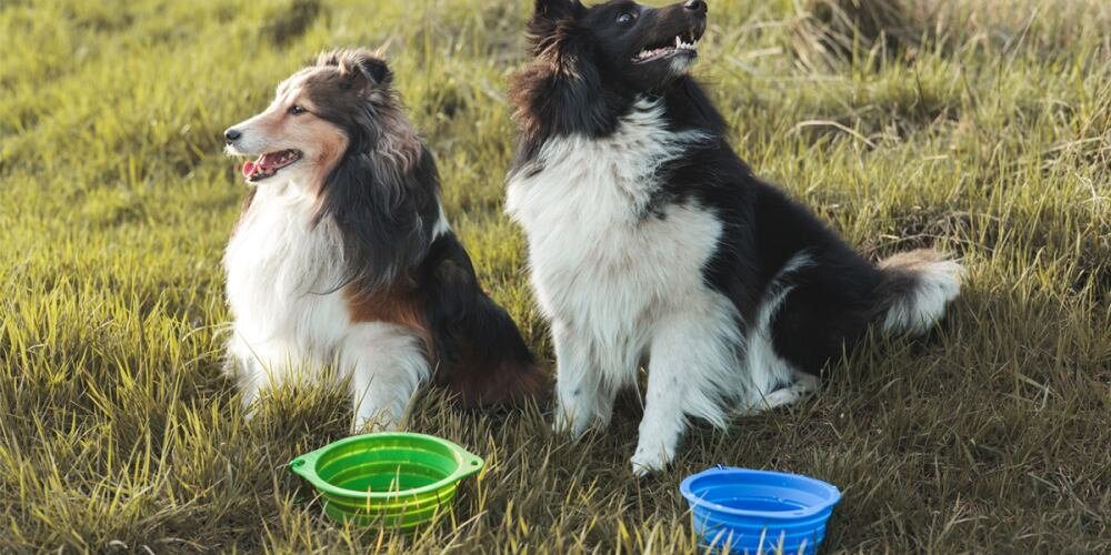 Podróżna miska dla psa