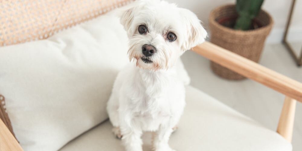 Podróżna miska dla psa