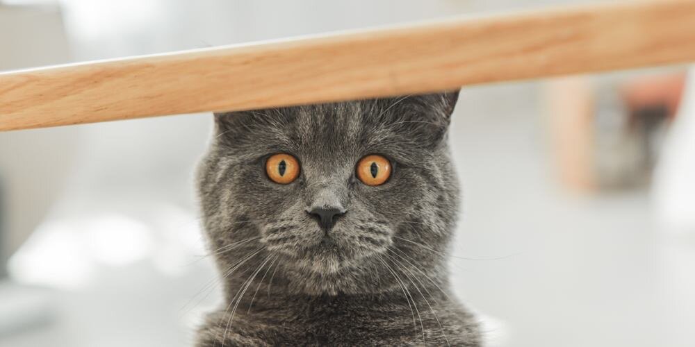 Podróżna miska dla psa