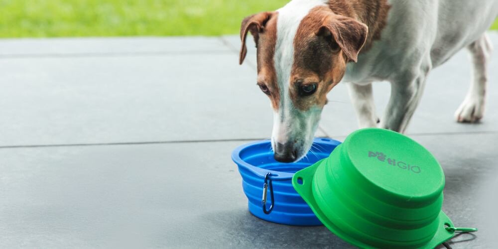 Podróżna miska dla psa