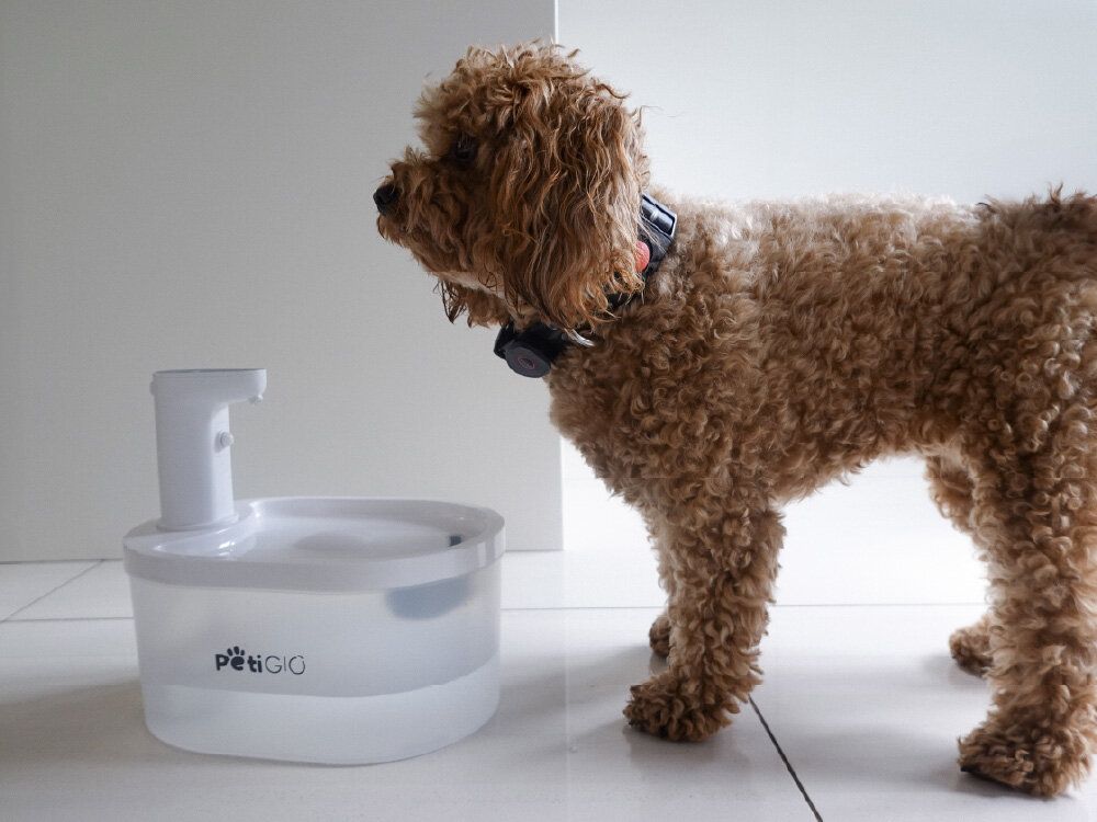 Smart fontanna dla zwierząt Peti-to-Eat PETI-151 Kędzierzawy pies rasy doodle stoi obok białej, automatycznej fontanny na wodę dla zwierząt PetiGiO w jasnym pomieszczeniu.
