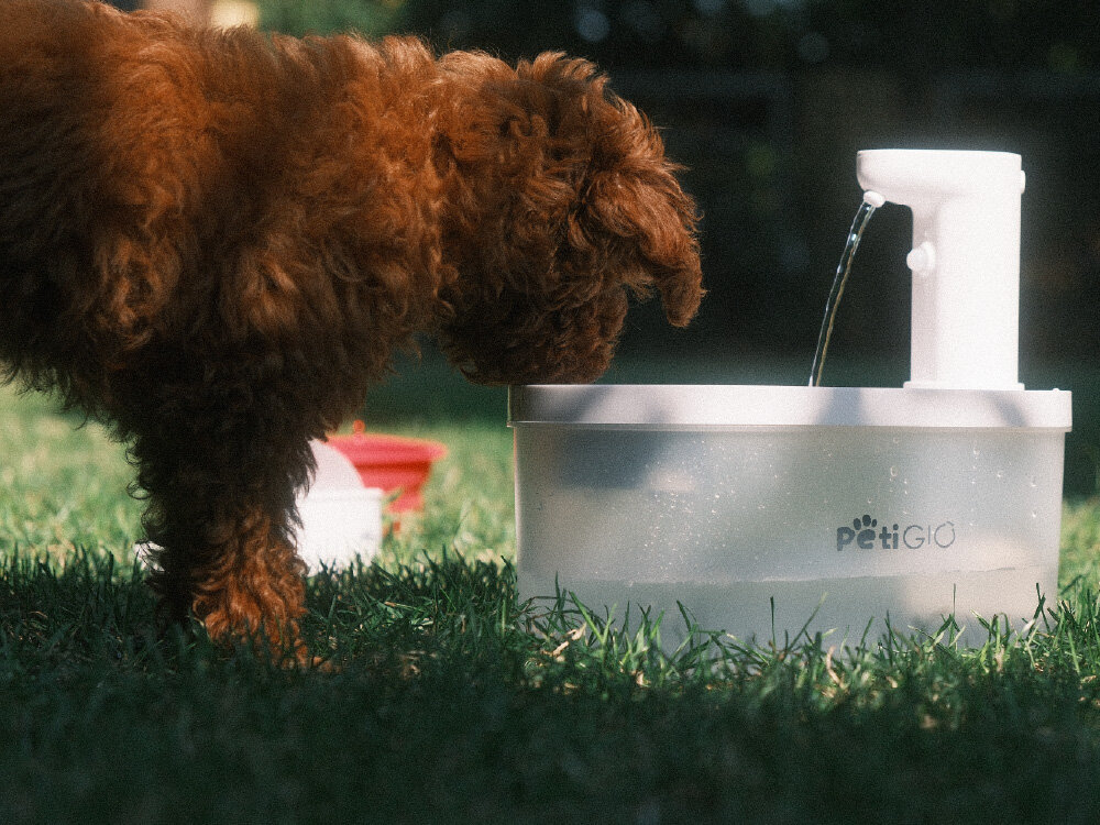 Peti-to-Eat PETI-151 Brązowy pies pije wodę z bezprzewodowej fontanny PetiGiO umieszczonej na trawniku w słoneczny dzień.