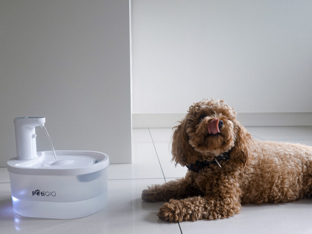 Peti-to-Eat PETI-151 Pies rasy pudel miniaturowy leży na podłodze obok działającej fontanny PetiGiO, oblizując się po wypiciu wody.