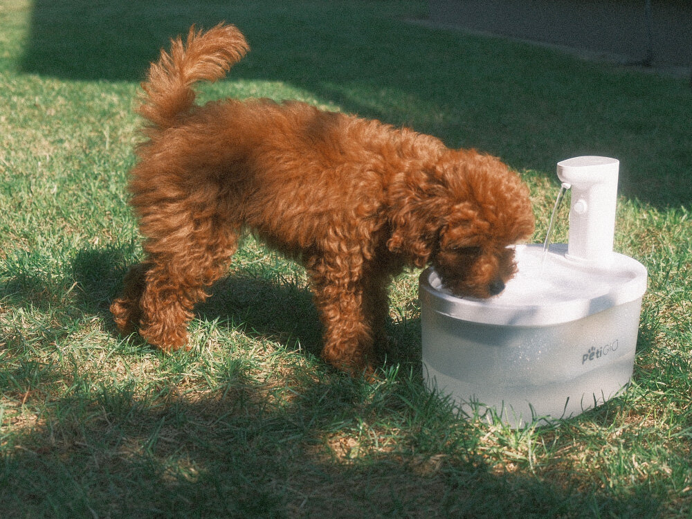 Peti-to-Eat PETI-151 Mały piesek pije wodę z białego poidełka automatycznego PetiGiO na zielonej trawie w ogrodzie.