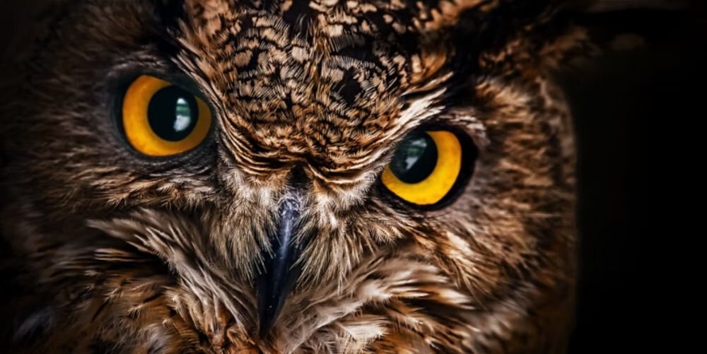 Monitor ACER SA242YH1bi 23.8 cala 1920x1080px 100Hz 4 ms [GTG] zbliżenie na oczy ciemnej sowy na czarnym tle Acer VisionCare z dopasowaniem jasności do otoczenia ochrona wzroku komfort