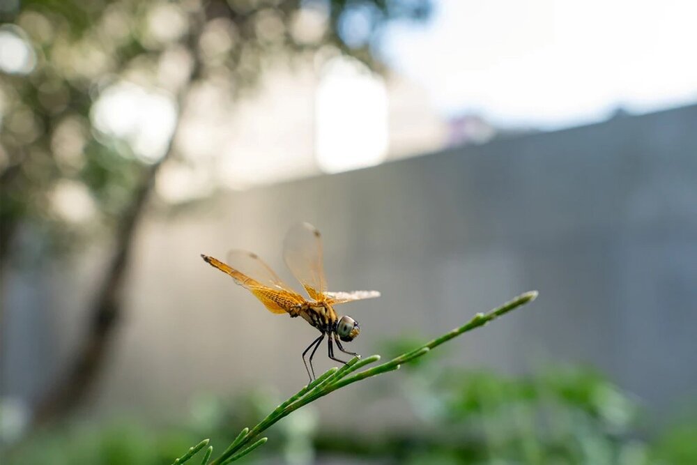 Obiektyw VILTROX AF 15mm f-1.7 optyka 12 elementów 10 grup ED HR asferyczne powłoki antyrefleksyjne