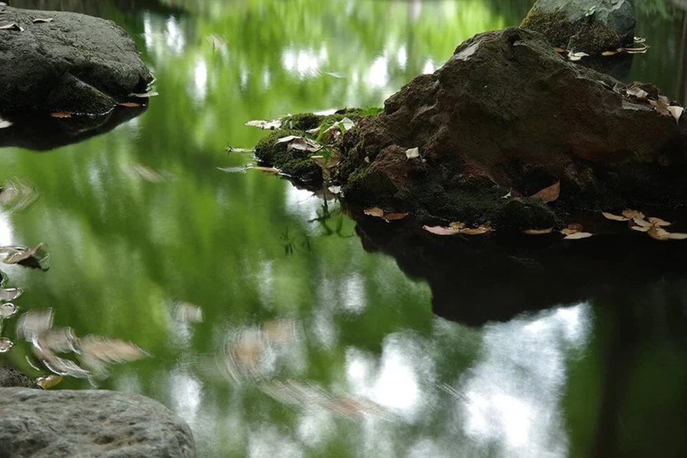 RICOH GR IIIx tryb makro, zdjęcia z bliska