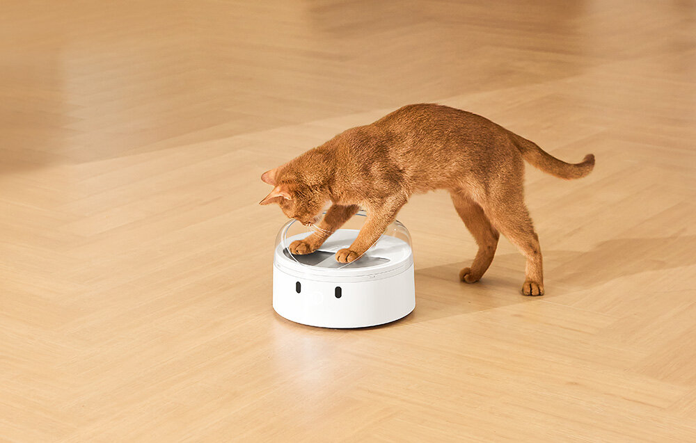 Dozownik karmy automatyczny CATLINK F03 Standard dla pupila rudy kot biała miska przeźroczysta pokrywa  