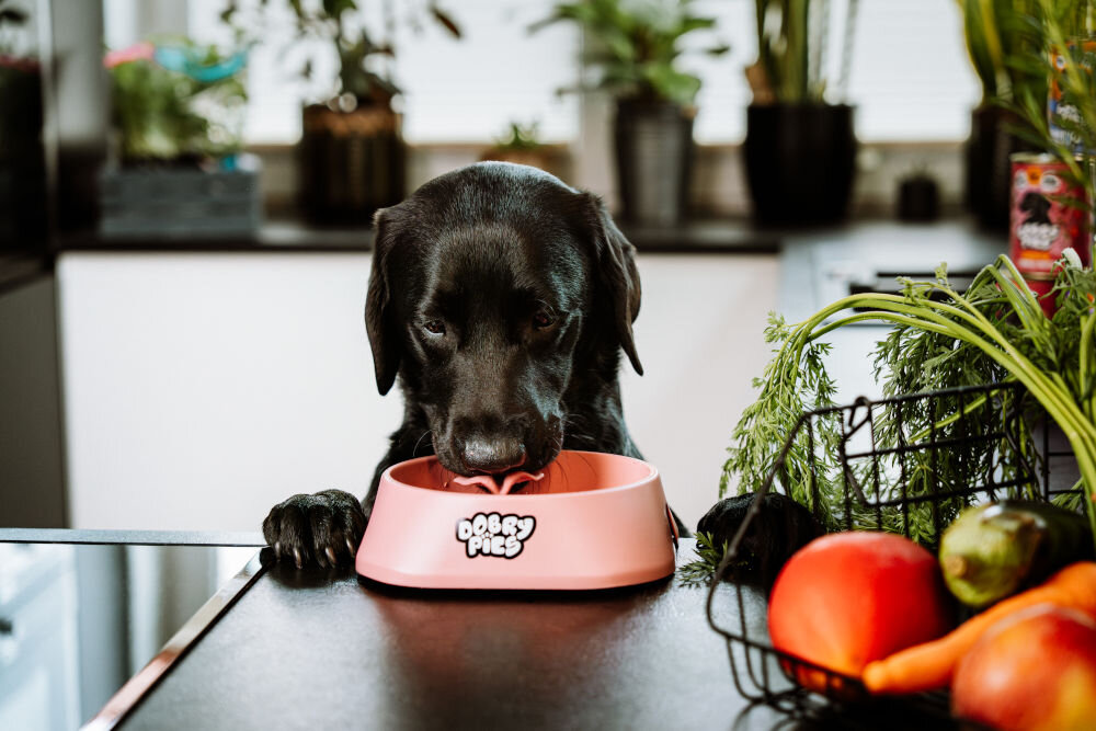 Karma dla psa DOBRY PIES Przepiórka z magno i kozieradką 400 g czarny pies opierający się o blat jedzący z miski na pierwszym planie kosz z warzywami i owocami