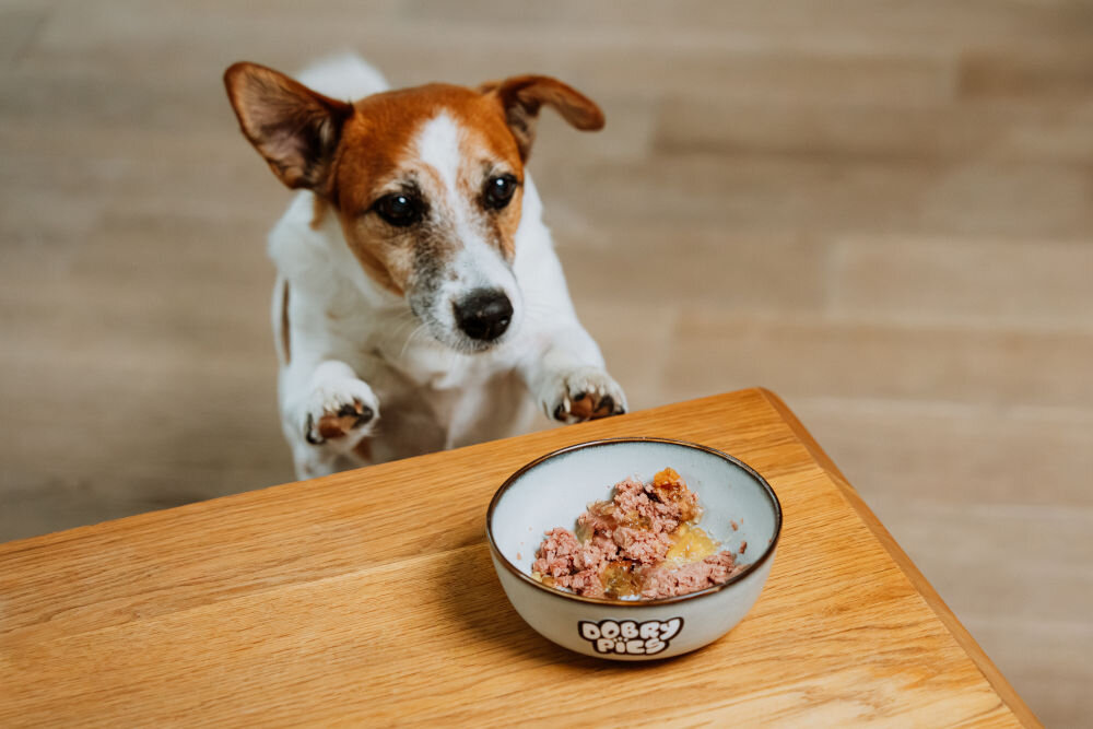 Karma dla psa DOBRY PIES Wołowina z topinamburem i rozmarynem 400 g mały łaciaty pies opierający się o stolik patrzący na miskę pełną karmy