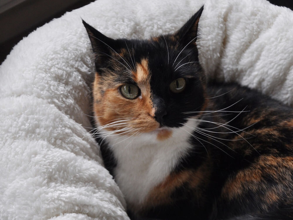 Legowisko ALL FOR PAWS Donut Bed Zbliżenie na pysk trójkolorowego kota (szylkret, z dominującym czarnym i rudym kolorem oraz białym śliniakiem), leżącego w puszystym, białym legowisku. Pół pyska jest czarne, pół rude/brązowe.