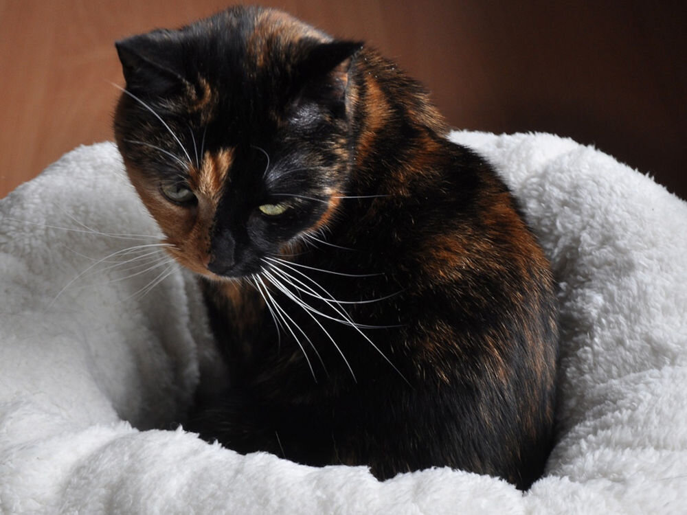 Legowisko ALL FOR PAWS Donut Bed Trójkolorowy kot (szylkret) siedzi skulony w białym, puszystym legowisku. Kot patrzy w dół, pokazując głównie ciemny grzbiet i cześć pyska.