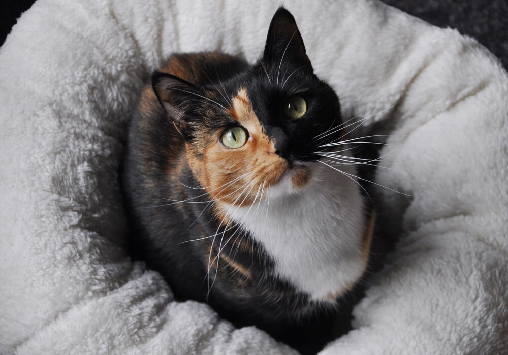 Legowisko ALL FOR PAWS Donut Bed Zdjęcie z góry przedstawiające trójkolorowego kota (szylkret, z wyraźnym podziałem kolorów na pysku) skulonego w okrągłym, białym, puszystym legowisku. Kot patrzy w górę, w stronę aparatu.