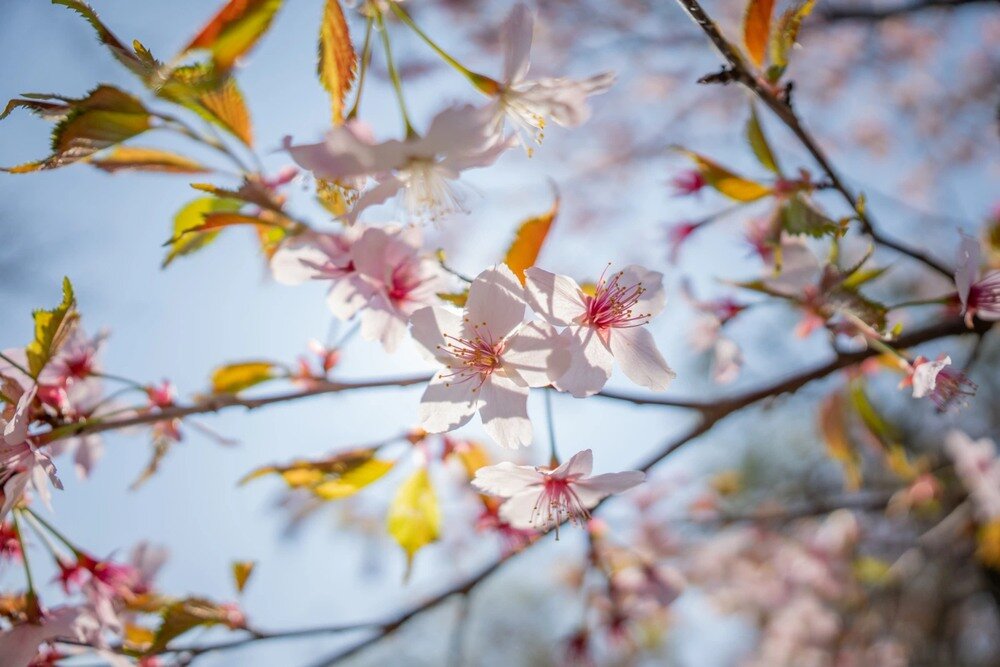 Zdjęcie z bliska wykonane obiektywem SIGMA 12mm F1.4 DC Contemporary 