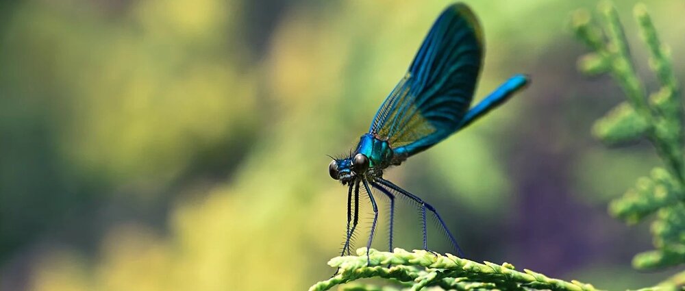 Smartfon ULEFONE Armor X16 Pro aparat makro 2 MP detale z bliska