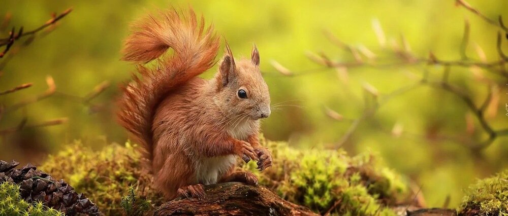 ULEFONE Armor X16 aparat makro 2 MP do detali natury