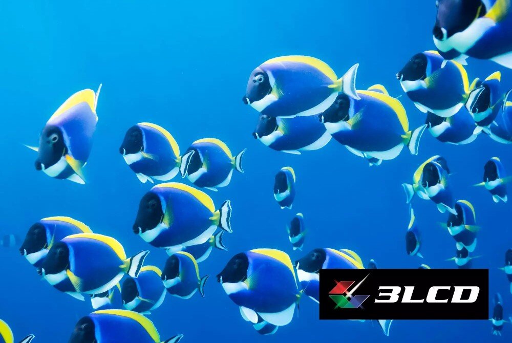 Projektor EPSON EF-21W Obraz ryb w technologii 3LCD: kolorowe tropikalne ryby na tle niebieskiego oceanu, a w rogu ekranu widoczne logo 3LCD, jasność, kontrast, HDR10