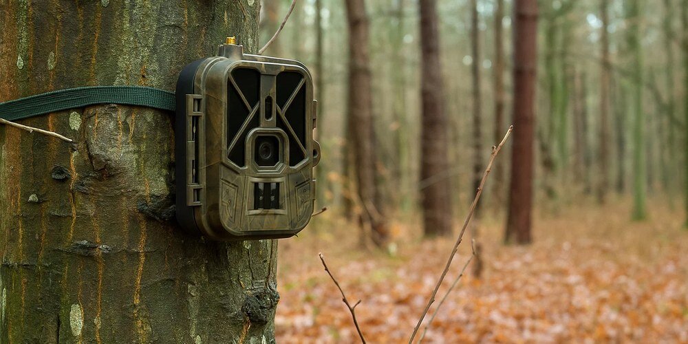 Fotopułapka zamocowana na drzewie w lesie, z widocznym paskiem mocującym. W tle rozmyte drzewa i opadłe liście na ziemi.