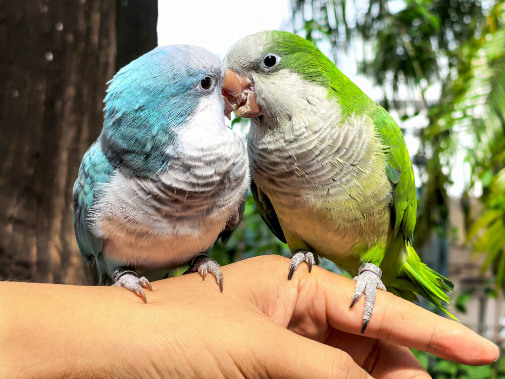 Smartfon HUAWEI Pura 80 Ultra 16/512GB 6.8 120Hz