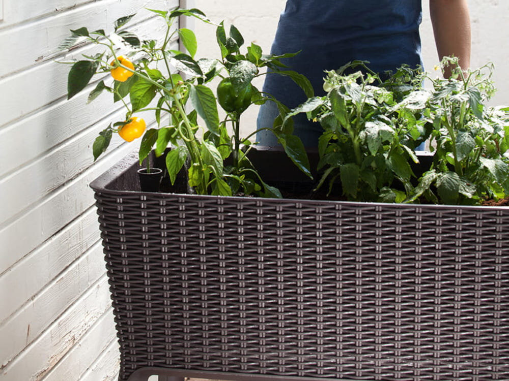 Donica KETER Easy Grow 230298 120 L Antracytowy zbliżenie na bok donicy donica wypełniona roślinami antracytowa kolorystyka elegancki design dekoracyjny element na tarasie balkonie ogrodzie subtelna struktura powierzchni niewielki ogródek
