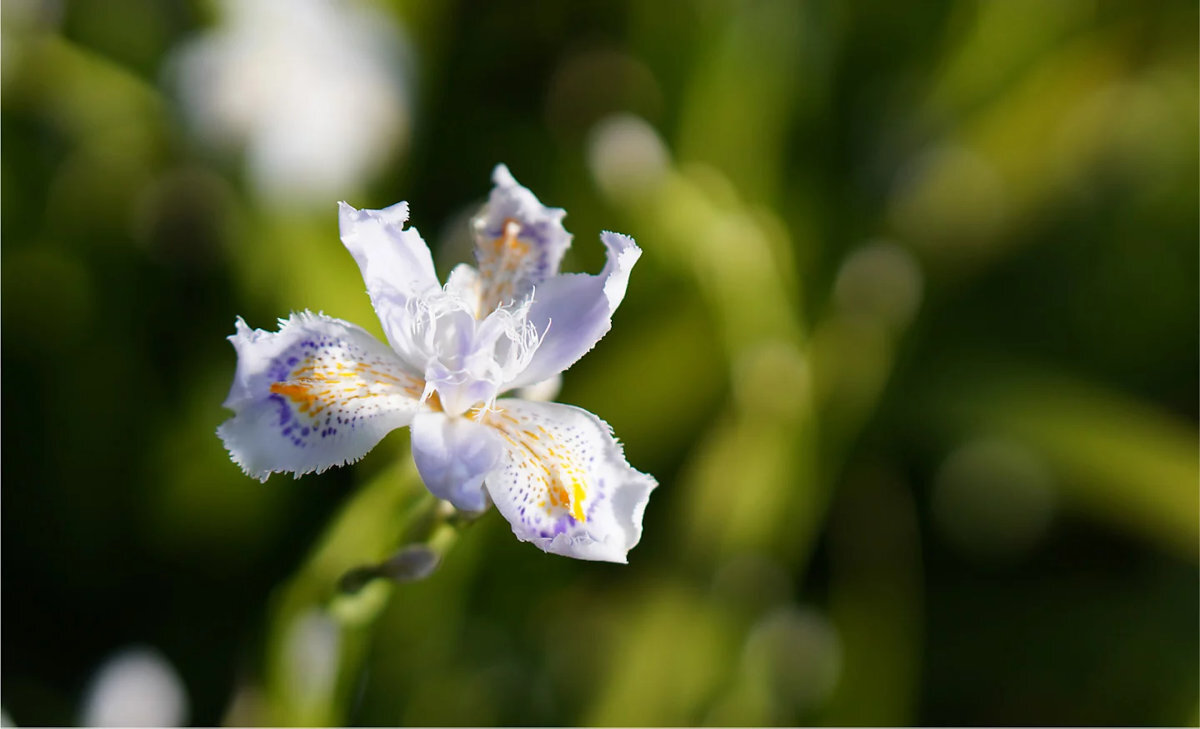 SONY ZV-E10LBD systemowi Real-Time Eye AF firmy Sony ludzi zwierząt zdjęciach oraz filmach 4K Product Showcase recenzji i unboxingów autofokus - Makrofotografia pojedynczego kwiatka z białymi i fioletowymi płatkami na zielonym tle