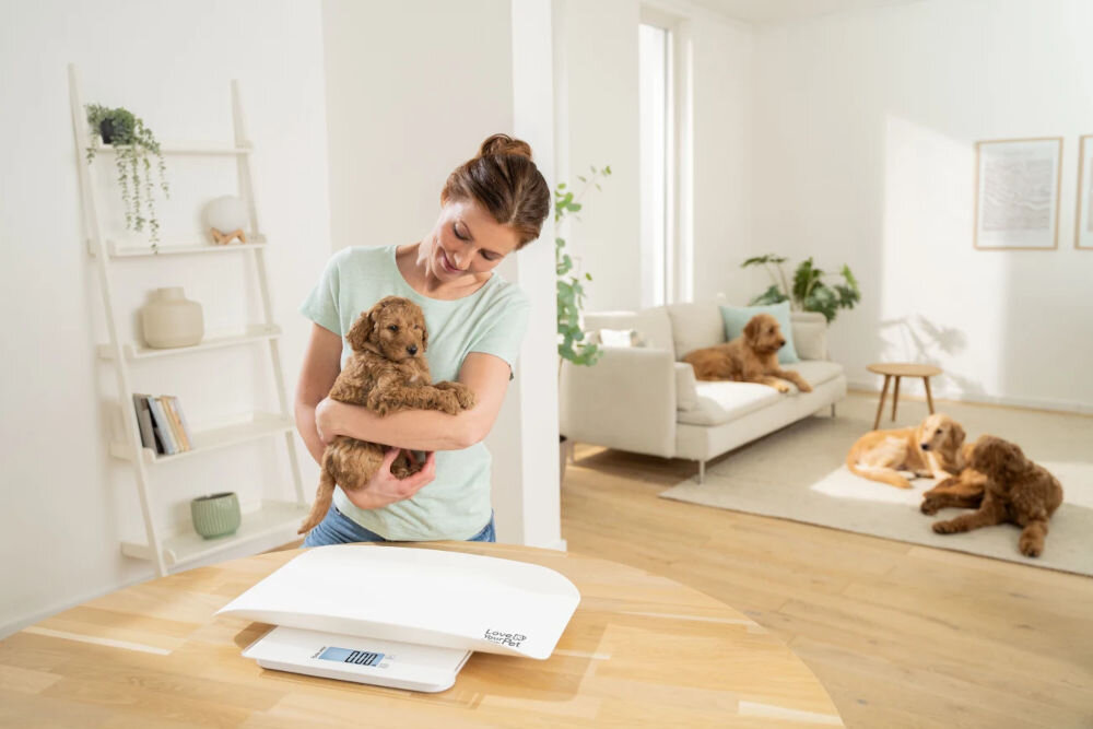 Waga dla zwierząt BEURER Polly na stole obok osoba trzymająca na rękach szeczeniaczka w tle trzy duże psy leżące w pokoju