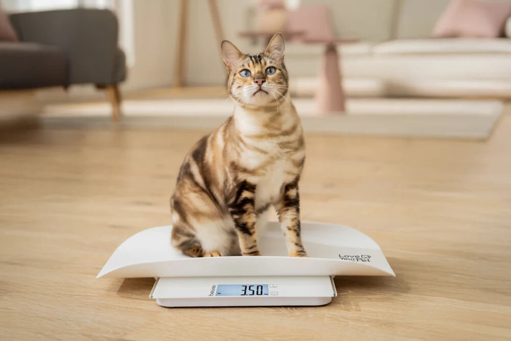 Waga dla zwierząt BEURER Polly stojąca na podłodze na niej siedzi kot patrzący w górę