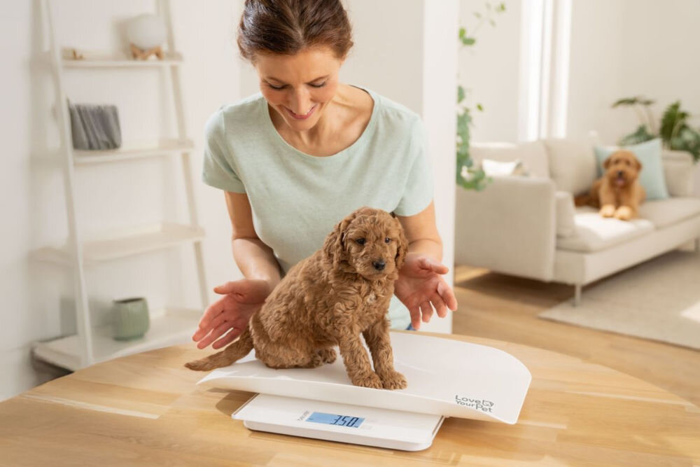 Waga dla zwierząt BEURER Polly na stole na niej siedzi szczeniaczek asekurowany przez uśmiechniętą osobę