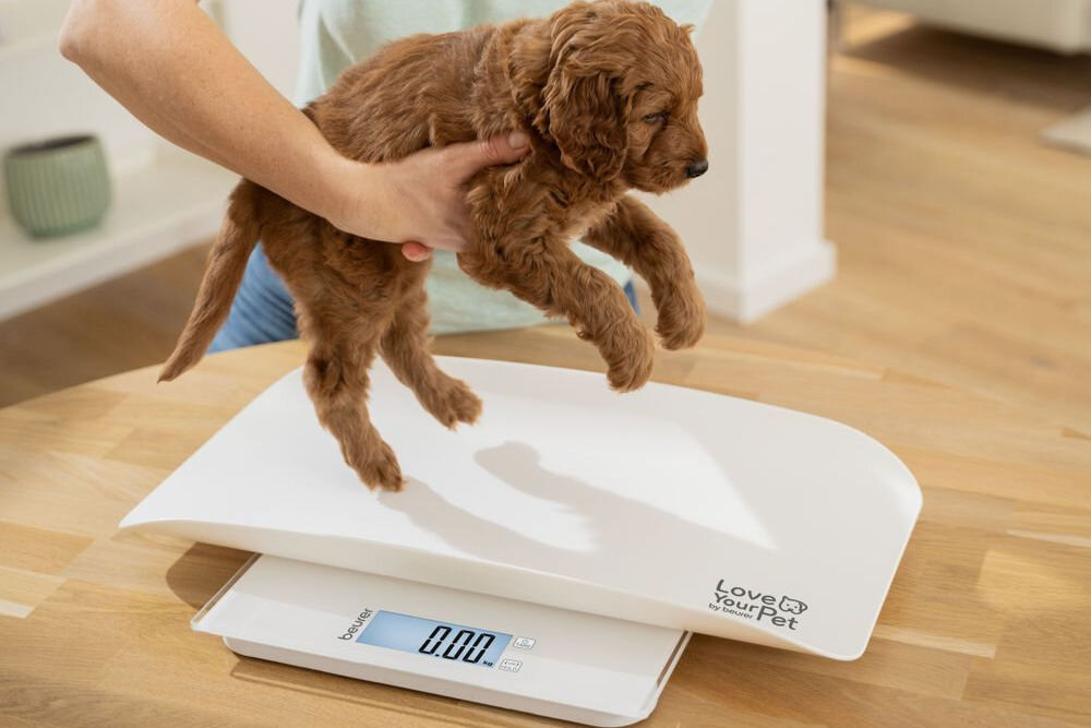 Waga dla zwierząt BEURER Polly na stole, osoba podnosi szczeniaczka z wagi, na pierwszym planie czytelny wyświetlacz